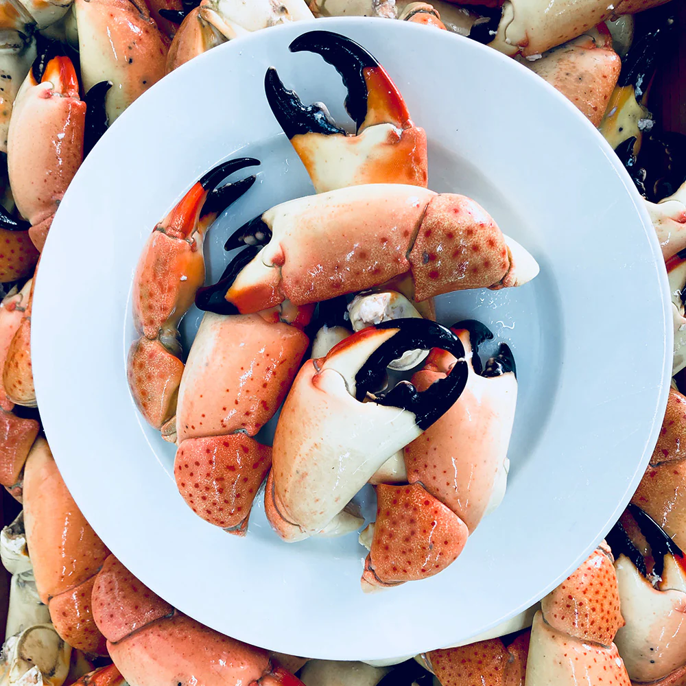 large fresh stone crab 1000x
